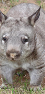 Pete the Southern hairy nosed Wombat