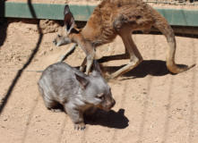 A Southern Hairy nosed Wombat and a Red Kangaroo