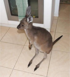 Local Scrub Kangaroo Joey
