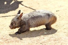 Photo from Wombat Fauna and Rescue