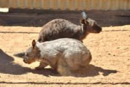 Photo from Wombat Fauna and Rescue