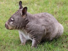 Animal in care at Wombat Fauna and Rescue