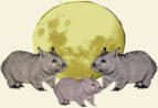 Photo from Wombat Fauna and Rescue