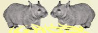 Photo from Wombat Fauna and Rescue