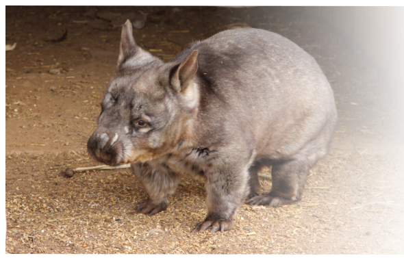 Southern Hairy-nosed Wombat