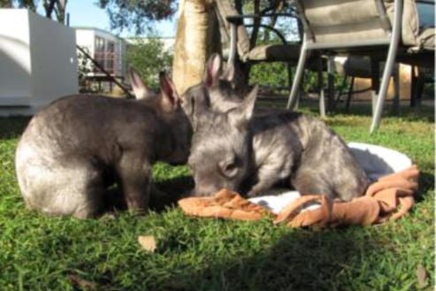 Northern Hairy-nosed Wombat