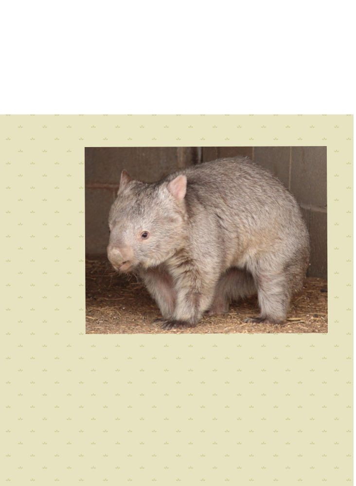 Common Wombat