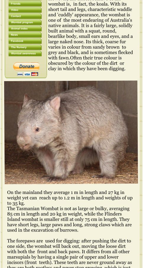 Common Wombat photo