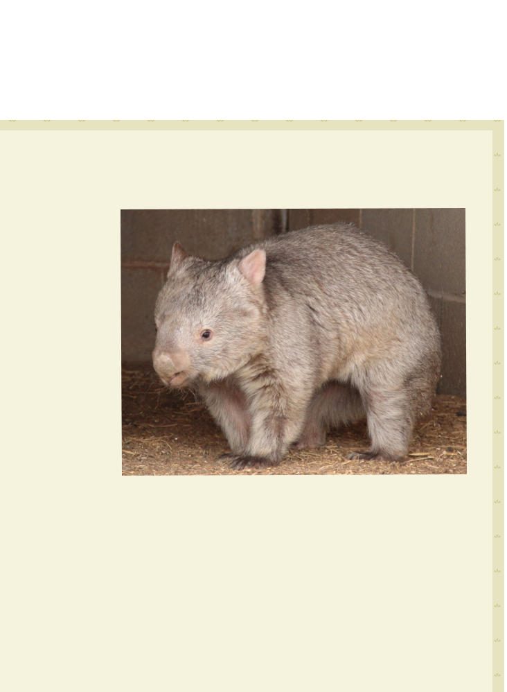 The wombat program