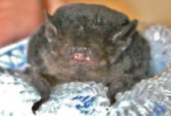 Photo from Wombat Fauna and Rescue