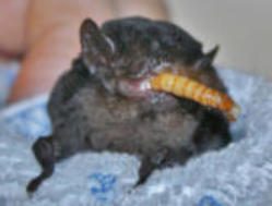Photo from Wombat Fauna and Rescue