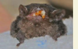 Photo from Wombat Fauna and Rescue