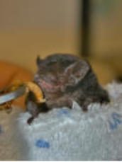 Photo from Wombat Fauna and Rescue