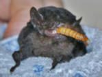 Bats photo