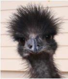Emus