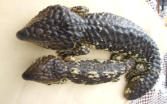 Shingleback