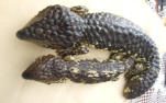 Shingleback photo