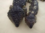 Shingleback photo