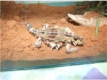 Thorny devil