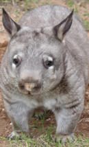 Wombat rescue photo