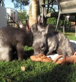 Northern Hairy nose wombat photo