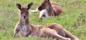 Western Grey Kangaroo photo