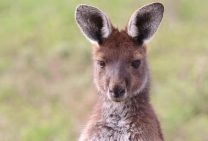 Western Grey Kangaroo photo