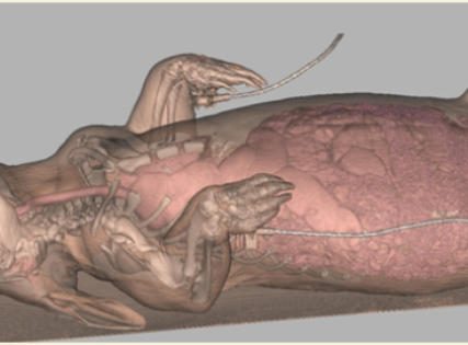 A neat way to look inside a wombat without harming it photo