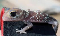 Barking Gheko