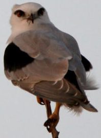 Black Shouldered Kite