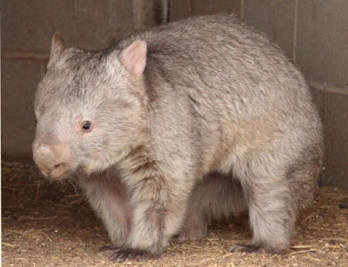 Bruce  the Common Wombat