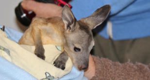 Crispy the euro rescued from the Gawler ranges South Aust. photo