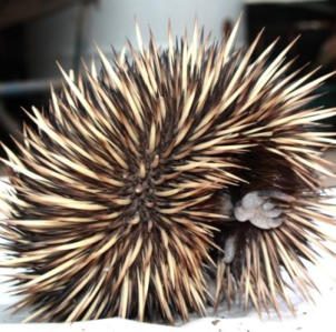 Local Echidna photo