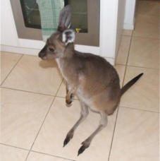 Kangaroos