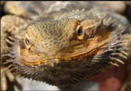 Our Bearded dragon