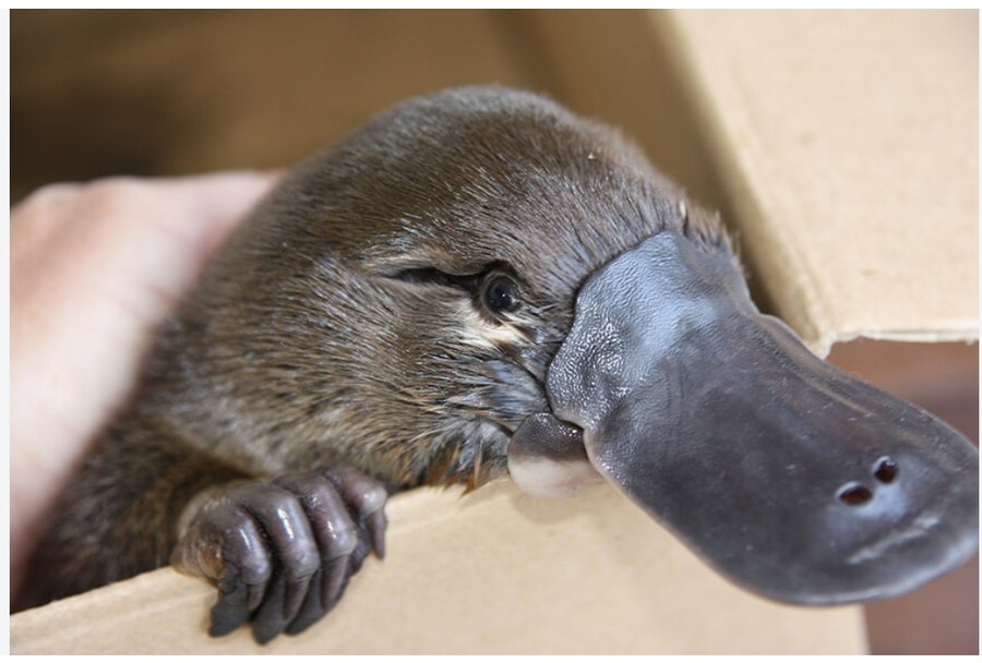 A rescued baby platypus
