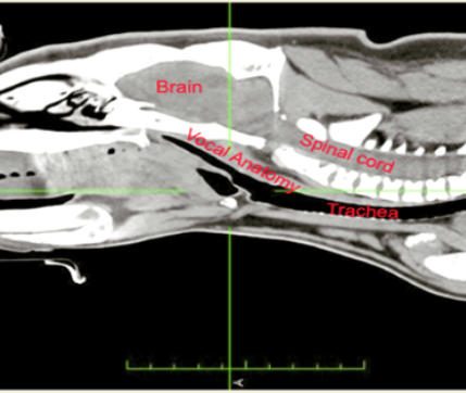 wombats and catscans :) photo