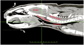 wombats and catscans :)