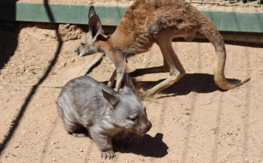 A Southern Hairy nosed Wombat and a Red Kangaroo